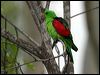 red_winged_parrot_12183