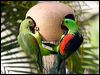 red_winged_parrot_81276