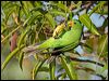 red_winged_parrot_92440
