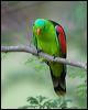 red_winged_parrot_98756