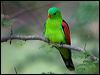 Click here to enter gallery and see photos of Red-winged Parrot