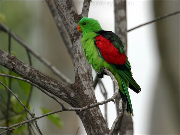 Red-winged Parrot red_winged_parrot_12183.jpg
