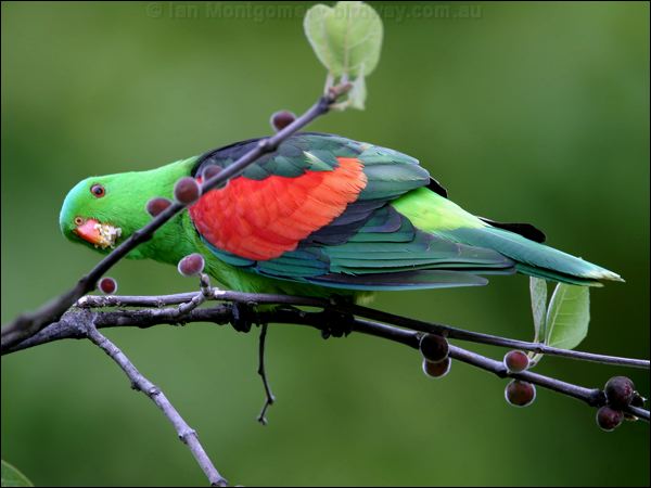 Red-winged Parrot red_winged_parrot_18469.jpg