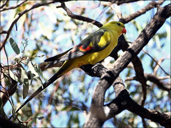 Regent Parrot photo image 1 of 5 by Ian Montgomery at birdway.com.au