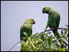 Click here to enter gallery and see photos of Rose-ringed Parakeet