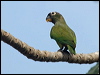 Click here to enter gallery and see photos of Scaly-headed Parrot