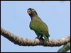 scaly_headed_parrot_202227