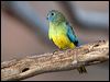 Click here to enter gallery and see photos of Scarlet-chested Parrot