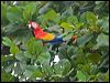 Click here to enter gallery and see photos of gallery and see photos of Scarlet Macaw