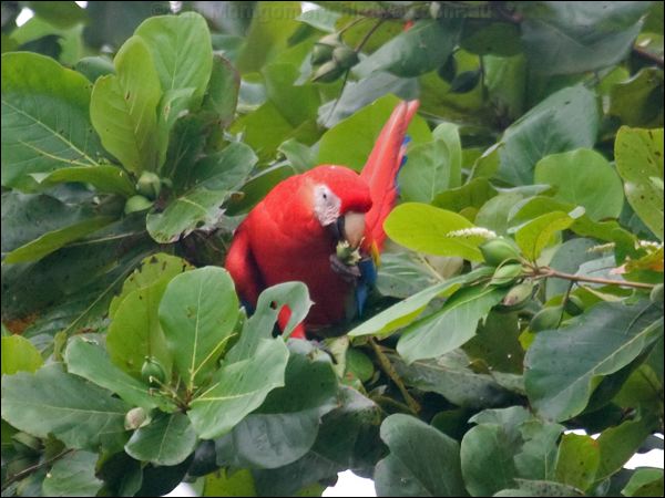 Scarlet Macaw scarlet_macaw_112572.psd