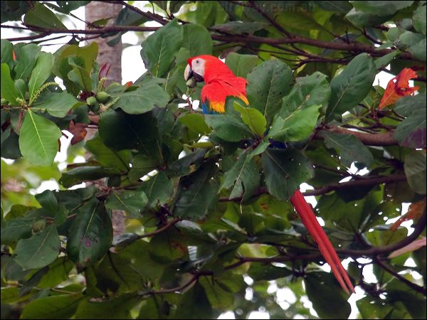 Scarlet Macaw scarlet_macaw_112596.psd