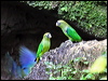 Click here to enter gallery and see photos of Scarlet-shouldered Parrotlet