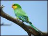 Click here to enter gallery and see photos of Superb Parrot