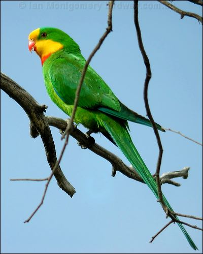 Superb Parrot photo image 7 of 8 by Ian Montgomery at birdway.com.au