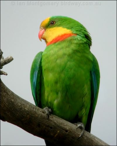 Superb Parrot superb_parrot_08702.psd