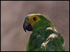 Click here to enter gallery and see photos of Turquoise-fronted Amazon (Parrot)