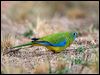 turquoise_parrot_115558