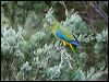 turquoise_parrot_115563