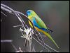 Click here to enter gallery and see photos of Turquoise Parrot