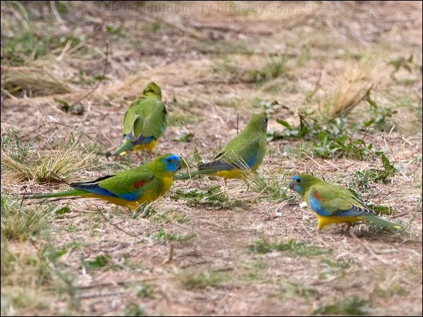 Turquoise Parrot turquoise_parrot_115515.psd