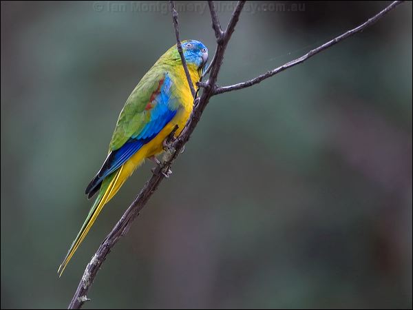 Turquoise Parrot turquoise_parrot_115589.psd