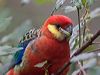 Click here to enter gallery and see photos of Western Rosella