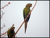 Click here to enter gallery and see photos of White-eyed Parakeet