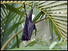 Click here to enter gallery and see photos/pictures/images of Black Flying-fox