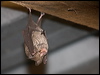 Click here to enter gallery and see photos/pictures/images of Eastern Horseshoe Bat