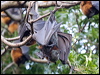 Click here to enter gallery and see photos/pictures/images of Grey-headed Flying-fox