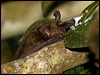Click here to enter gallery and see photos/pictures/images of Northern Long-eared Bat