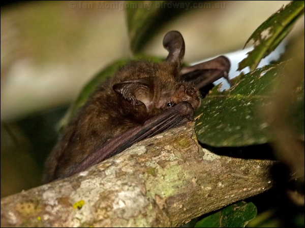 Northern Long-eared Bat north_long_ear_bat_129726.psd