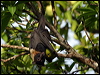 Click here to enter gallery and see photos/pictures/images of Spectacled Flying-fox