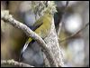 Click here to enter gallery and see photos of: Long-tailed Silky-flycatcher.