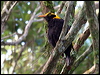 Clickable thumbnail to enter photo gallery of Regent Bowerbird