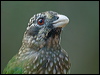Clickable thumbnail to enter photo gallery of Spotted Catbird