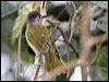 Click here to enter gallery and see photos/pictures/images of Mountain Bulbul