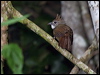 Click here to enter gallery and see photos/pictures/images of Ochraceous Bulbul