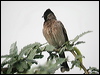 Click here to enter gallery and see photos/pictures/images of Red-vented Bulbul