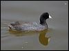 Click here to enter gallery and see photos of American Coot