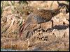 Click here to enter gallery and see photos of Buff-banded Rail