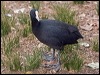 Click here to enter gallery and see photos of Common Coot