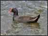 Click here to enter gallery and see photos of Dusky Moorhen