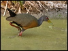 Click here to enter gallery and see photos of Grey-necked Wood Rail