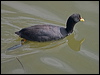 red_gartered_coot_208136