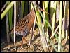 Click here to enter gallery and see photos of Virginia Rail