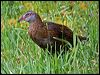 Click here to enter gallery and see photos of Weka 