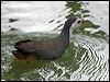 Click here to enter gallery and see photos of White-breasted Waterhen