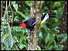 channelbilled_toucan_22254