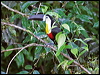 channelbilled_toucan_22259